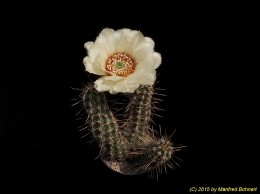 Echinocereus papillosus 1047